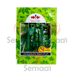 [BNSY089A01] Benih Gambas Anggun Tavi