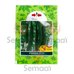 [BNSY091A01] Benih Gambas Prima - 75 Seed